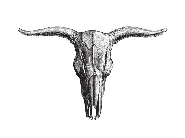 Skull Aurochs (Bos primigenius) - vintage engraved illustration illustration from Meyers Konversations-Lexikon 1897 animal skull cow bull horned stock illustrations