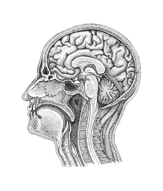 illustrazioni stock, clip art, cartoni animati e icone di tendenza di cervello umano - illustrazione incisa vintage - nerve cell illustrations