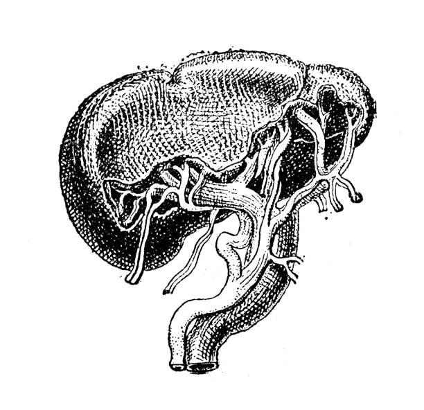 illustrations, cliparts, dessins animés et icônes de illustration ancienne : spleen - engraved image engraving liver drawing