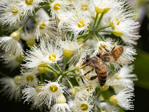 istock bee on the flower 1361525750