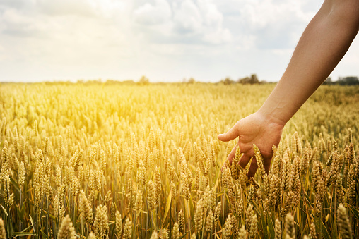 Man in beautiful wheat field with sunlight