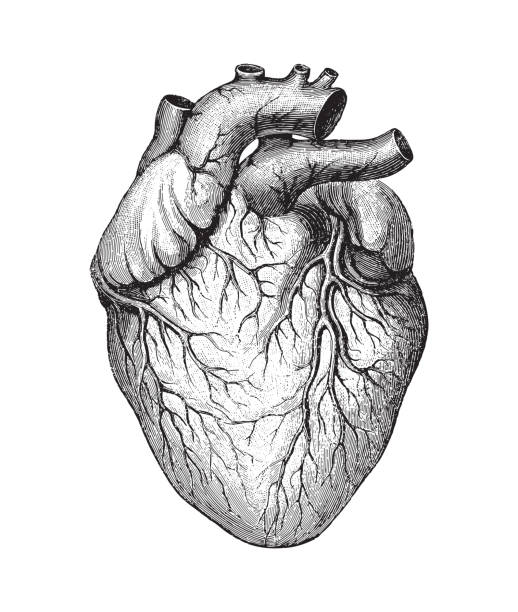 Human heart - vintage engraved illustration Illustration from Die Frau als hausarztin 1911 human heart sketch stock illustrations