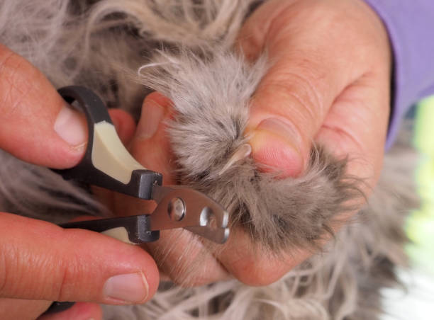istock Grooming. Cutting the claws of a cat 1361530065