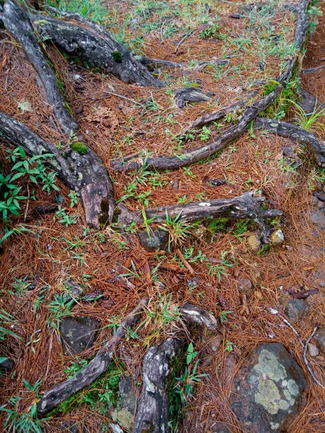 Photo of fallen pine leaves dry and turn yellow