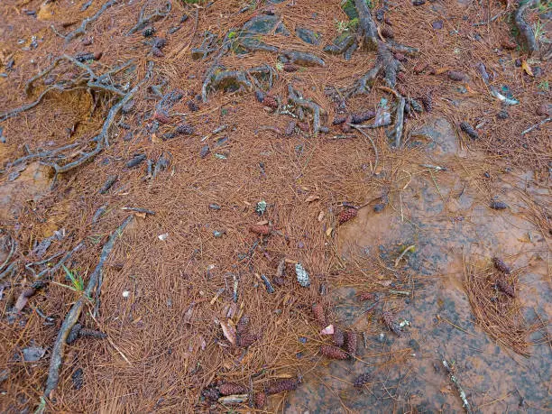 Photo of fallen pine leaves dry and turn yellow