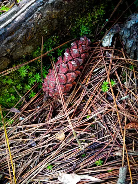 Photo of pine tree seeds that dry up and fall from the tree