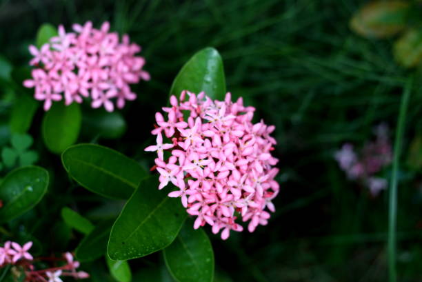 istock pink flower, Ixora Chinensis 1361535801
