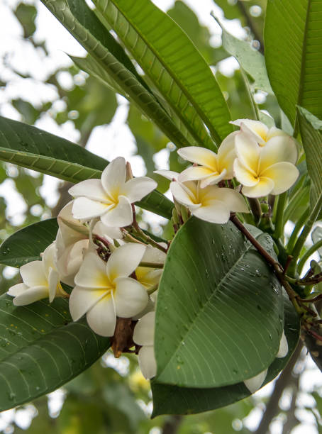 istock tropic flower frangipani 1361536240