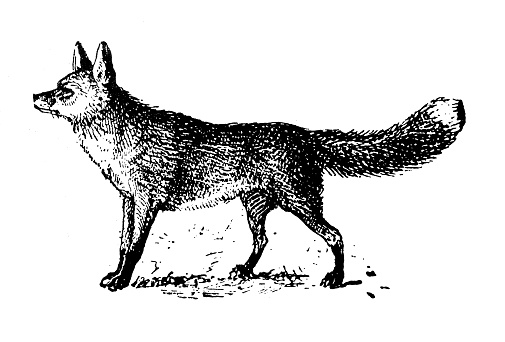 Antique illustration: Fox