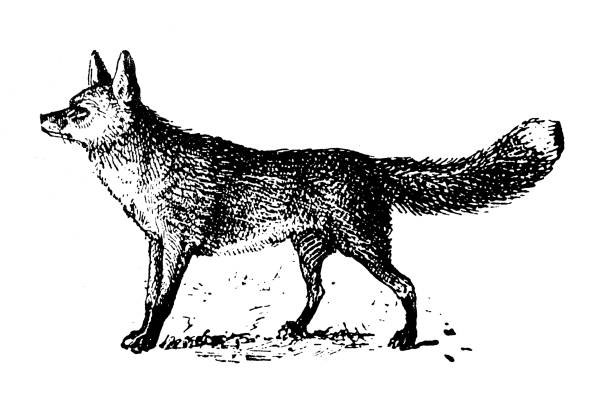 Antique illustration: Fox vector art illustration