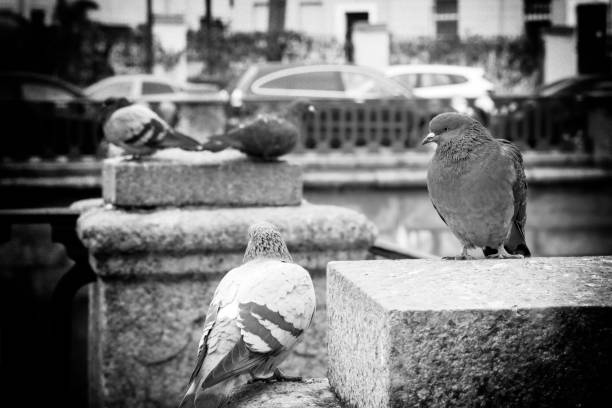 istock Pigeons in the city 1361537566