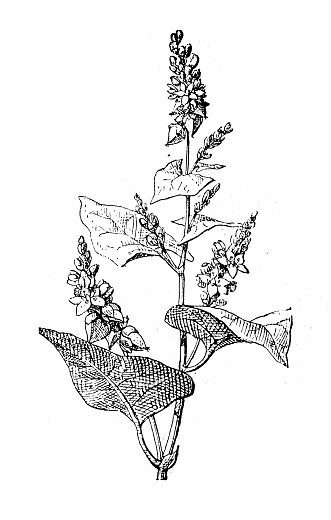 Antique illustration: Knotweed, polygonum