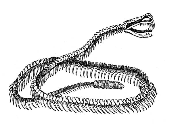 ilustrações de stock, clip art, desenhos animados e ícones de antique illustration: pit viper skeleton - cobra engraving antique retro revival