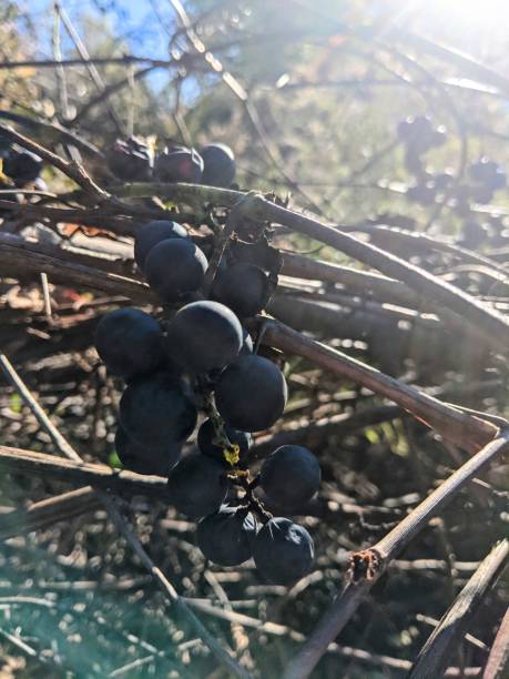 istock Grapes after the first frost 1361537707