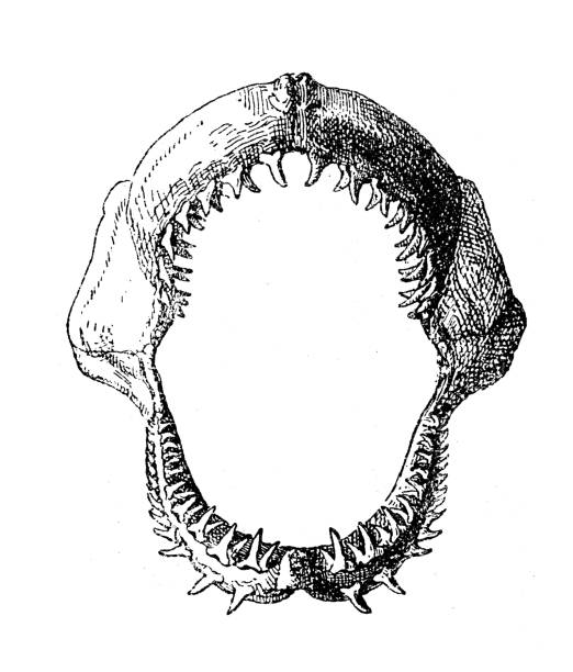 antike illustration: haifischkiefer - animal skull illustrations stock-grafiken, -clipart, -cartoons und -symbole