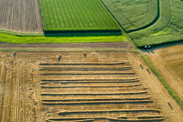 istock Aerial view of agricultural area - wheat and corn fields 1361537937