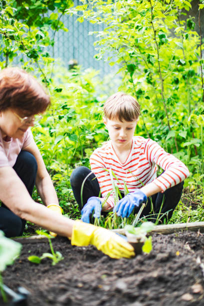 istock Grandmother and grandson gardening 1361540708