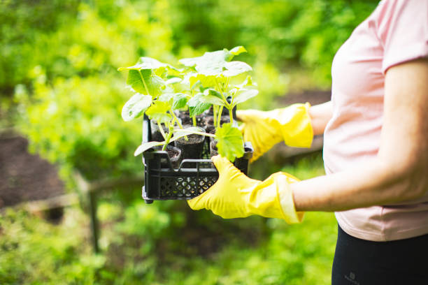 istock Active senior woman gardening 1361541806
