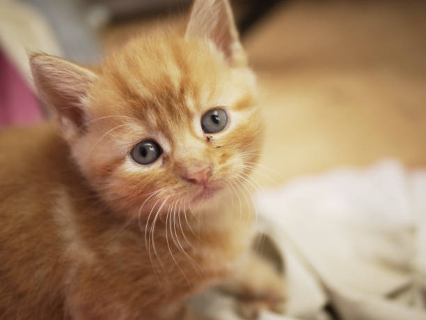 istock Cute adorable ginger baby kitten portrait medium shot 1361547189