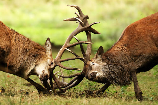 istock Red Deer in Deer Park in United Kingdom 1361548211