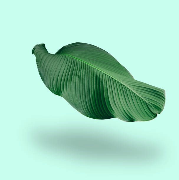 istock Green leaves reflection in tropical forest isolated on pastel green background. 1361550620