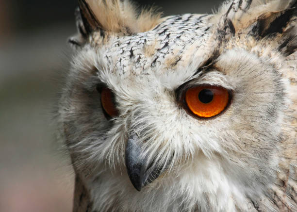 istock stare of an eagle owl 1361550873