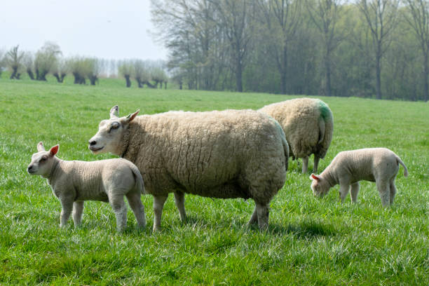 istock Mother Sheep And Lambs Around Abcoude The Netherlands 1361551667
