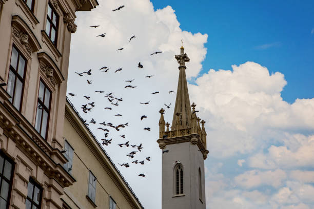 Brasov, Romania - October 19, 2024: City Birds Resting on Roof Edge