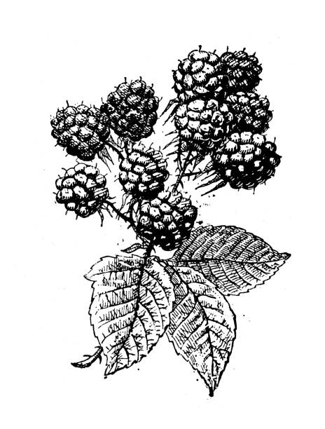 ilustrações de stock, clip art, desenhos animados e ícones de antique illustration: bramble, blackberry - blackberry bush plant berry fruit