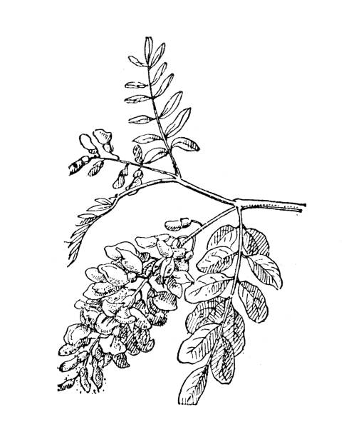 античная иллюстрация: robinia pseudoacacia, черная саранча, ложная акация - locust tree black robinia stock illustrations