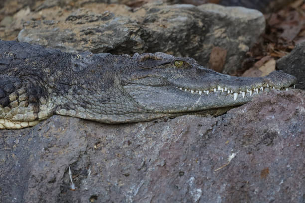 istock Close up crocodile is action show head in garden 1361555221