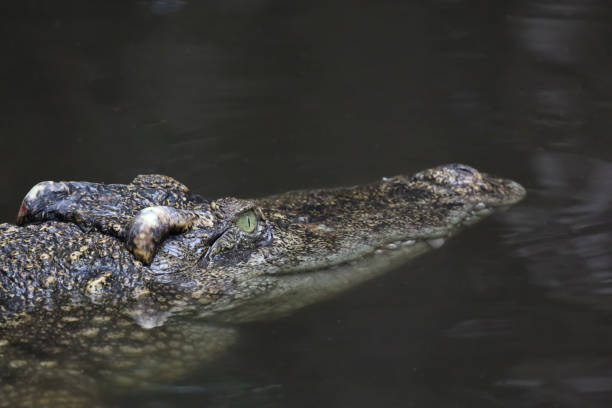 istock Close up head crocodile is show head in river 1361555232