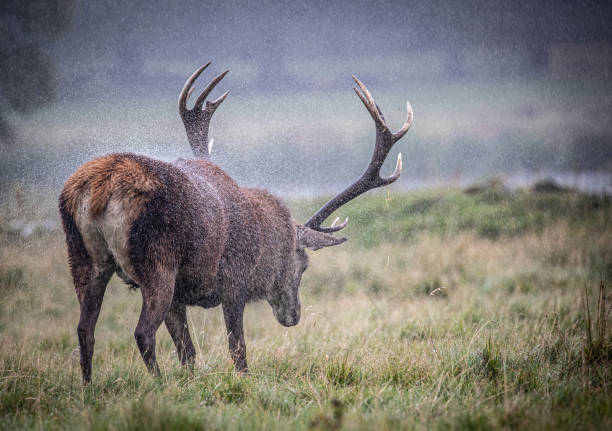 istock Red Deer in Deer Park in United Kingdom 1361557882