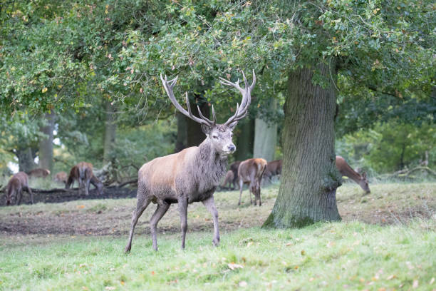 istock Red Deer in Deer Park in United Kingdom 1361558006
