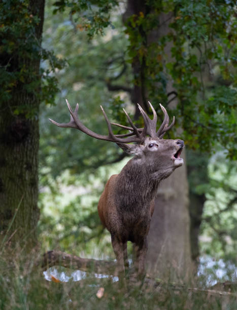 istock Red Deer in Deer Park in United Kingdom 1361558083