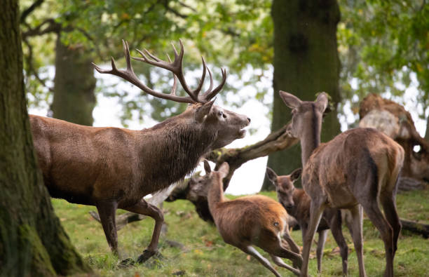 istock Red Deer in Deer Park in United Kingdom 1361558097