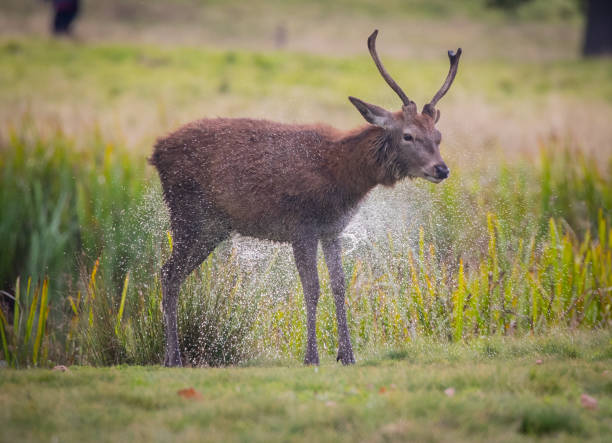 istock Red Deer in Deer Park in United Kingdom 1361558111