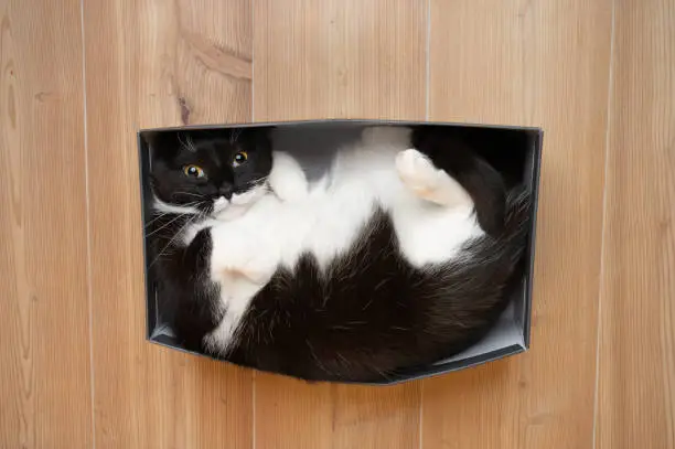 Photo of cute playful cat resting in small box having fun
