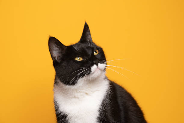 istock tuxedo cat looking tot he side on yellow background 1361558732