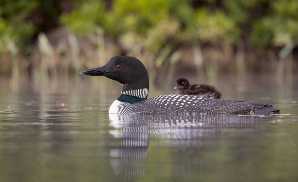 istock Common Loon in Maine 1361559344