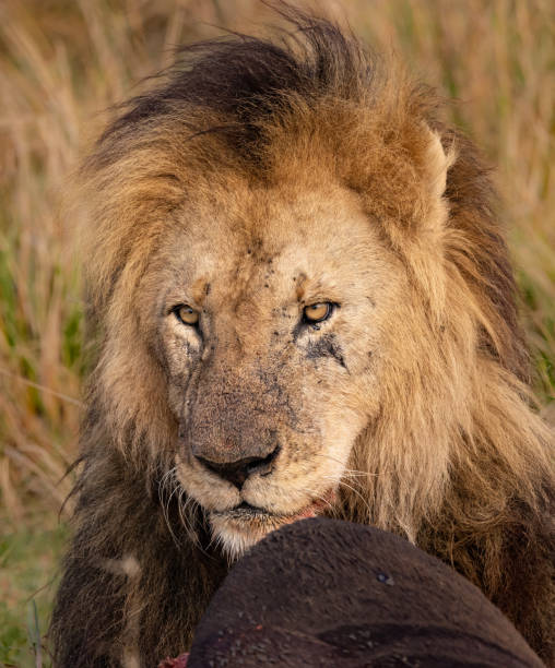 istock A Lion in the Maasai Mara 1361559488
