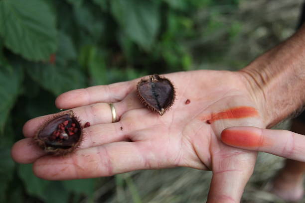 sosteniendo a mano una baya de achiotela abierta con semillas. el fruto del achiote (urucum). su nombre, en tupí, significa rojo y es utilizado por los indígenas brasileños como pinturas, protector solar y repelente, especias y tintes para uso general. - achiote fotografías e imágenes de stock