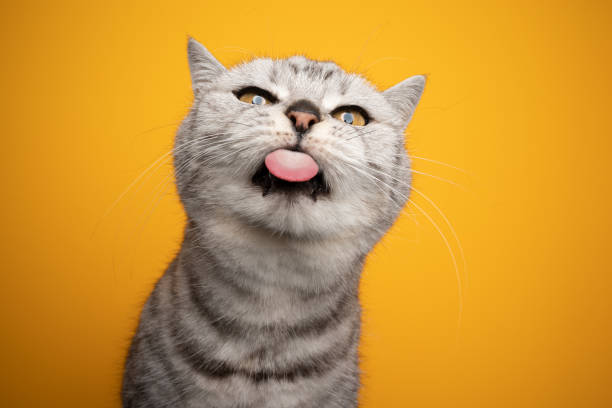 british shorthair cat making funny face sticking out tongue naughty silver tabby british shorthair cat making funny face sticking out tongue naughty looking at camera on yellow background cat sticking tongue out stock pictures, royalty-free photos & images