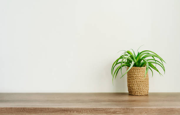 istock Jute planter flowerpot with aloe on the table on white wall 1361560926