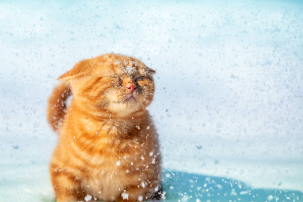 Red kitten sitting on the snow in snowfall stock photo