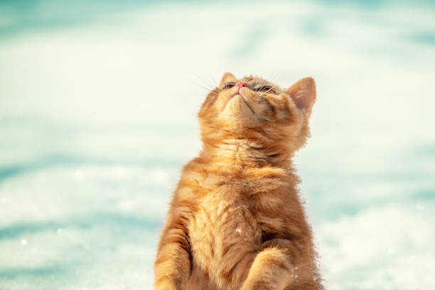 Red kitten standing on the snow on the hind legs
