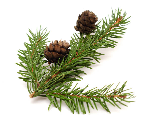 istock Two spruce cones on a Christmas branch spruce isolated on white background 1361562005