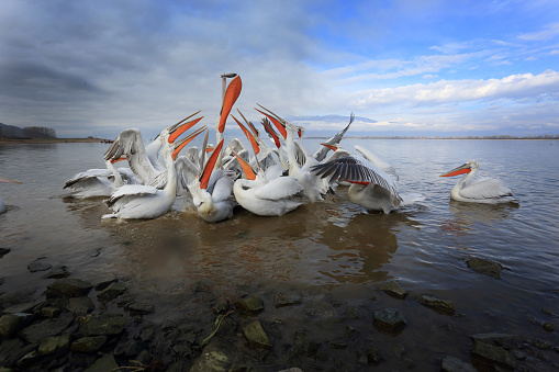Dalmatian Pelicans in Kerkini.