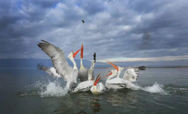 Photo of Dalmation Pelicans