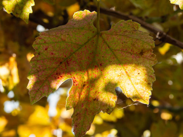 Detail of vine leaf in autumn, red and orange colors, with blurred background.